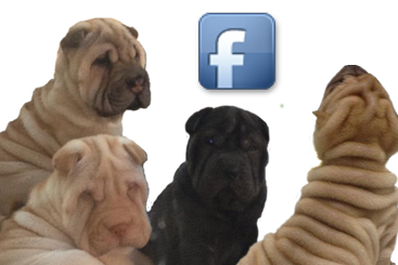 shar-pei facebook puppies